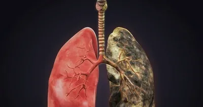 Akciğerdeki zehri temizliyor!