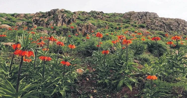 ‘Ağlayan gelin’ler dağları süsledi