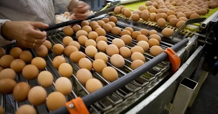 ABD: Türkiye’den yumurta ithal ediyoruz