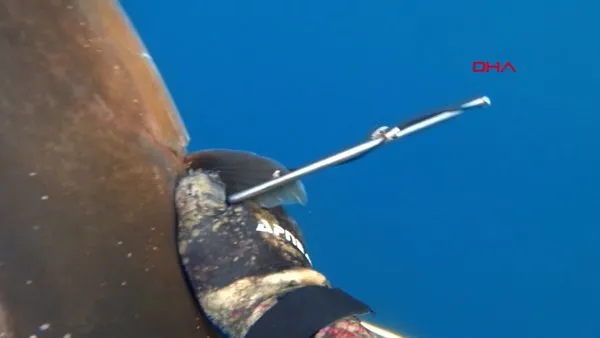 Çanakkale'de insan boyundaki dev balığın zıpkınla vurularak yakalanma anı kamerada | Video