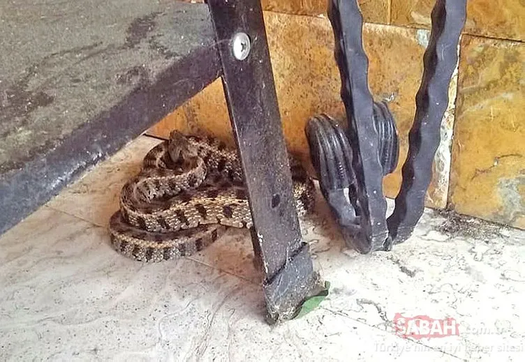 Sinop’ta dehşet: Dev yılan torunlarına saldırınca ne yapacağını şaşırdı