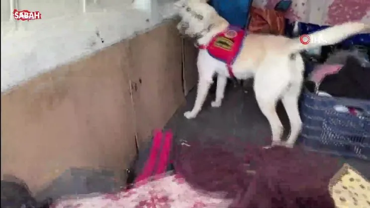 Narkotik köpeği uyuşturucu hapları buldu: 3 gözaltı | Video