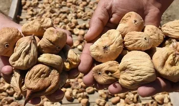 ABD’ye kuru incir ihracatı son 1 yılda yüzde 42 arttı