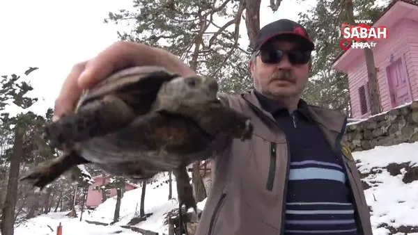 Yangında ayakları yanan kaplumbağa yeniden hayata tutundu | Video