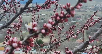 Niğde’de erken bahar: Ağaçlar çiçek açtı #nigde