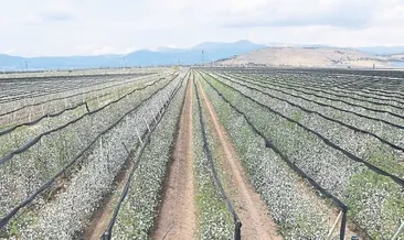 Elma bahçesinde beyaz şölen