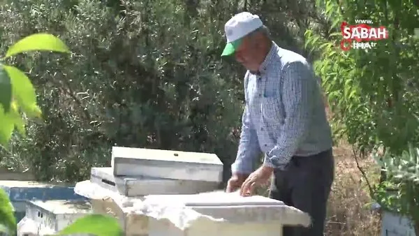 Antalyalı arıcının sıra dışı dostluğu. Arı dolu çıtayı öpüp, arıları eliyle tutuyor | Video