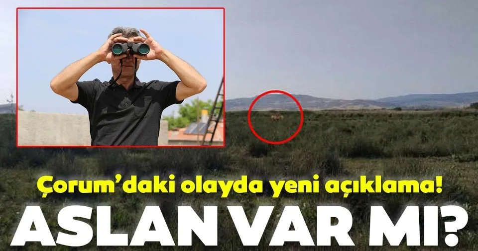 corum daki aslan arayisi ile ilgili
