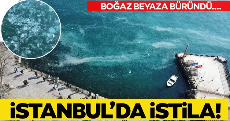Son dakika haberi: İstanbul Boğazı’nda denizanası istilası! Balıkçılar dert yandı!