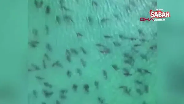 ABD’de sahile yaklaşan köpek balığı sürüsü böyle görüntülendi | Video