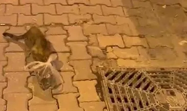 Bursa'da caniler pes dedirtti: Kedinin başına poşet bağlamışlar! #bursa
