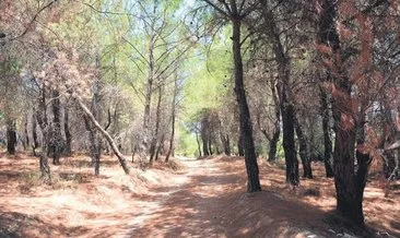 Ormanlık alanlara giriş 31 Ağustos’a kadar yasak #izmir
