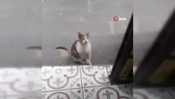 Artvin'de acıkınca esnaftan yiyecek isteyen kedi kamerada