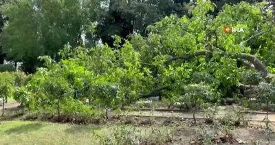İstanbul Edirnekapı Şehitliği’nde İBB’nin kestiği ağaçlar mezarlığın üzerine devrildi