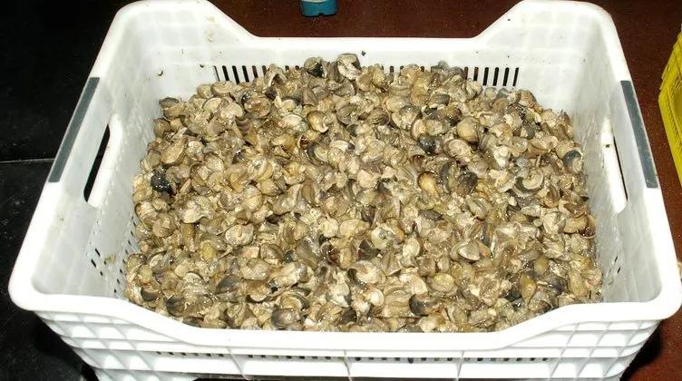 EURO 2016 salyangoz ve kurbağa ihracatını arttırdı