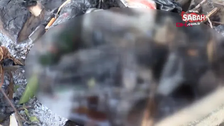 Parkta yavru kediyi yakarak öldürdüler