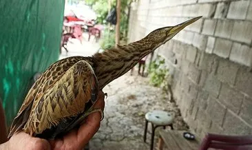 Bursa’da nesli tükenmekte olan balaban kuşu, koruma altına alındı