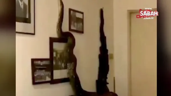 Tayland'da 3.5 metrelik dev piton yılanı eve girdi | Video
