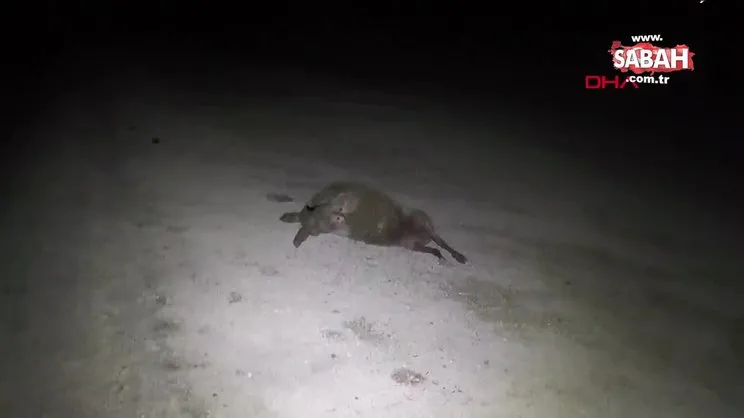 Konya'da otomobil, yola çıkan sürüye daldı! 30 koyun telef oldu | Video