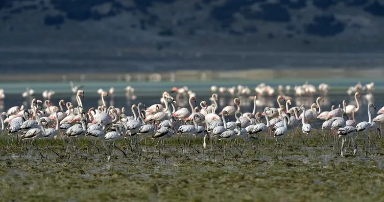 Flamingoların bir gölü daha kurudu
