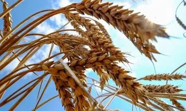 Buğday ve arpa fiyatları Çukurova’daki çiftçilerin beklentisini karşıladı