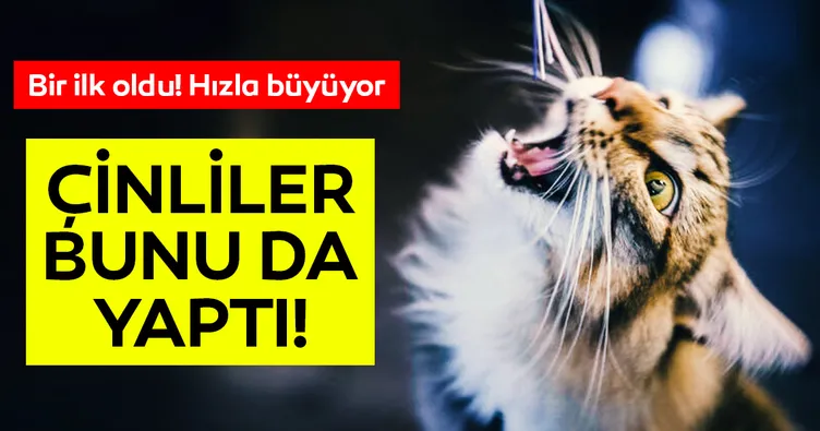 Çinliler bunu da yaptı! Hızla büyüyor…