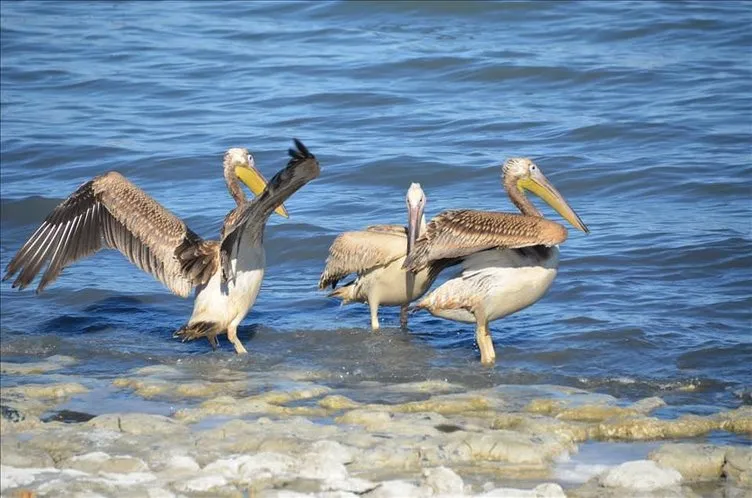Pelikanlar Burdur Gölü’ne salındı