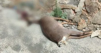 Zigana’da Karaca trafik kurbanı oldu #gumushane