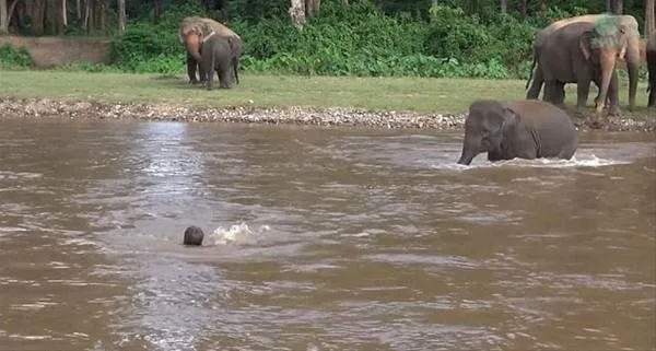 Yavru filden şaşırtan hareket!