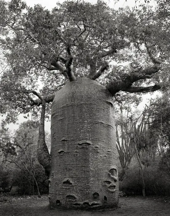 Dünyanın en büyük ve en yaşlı ağaçları