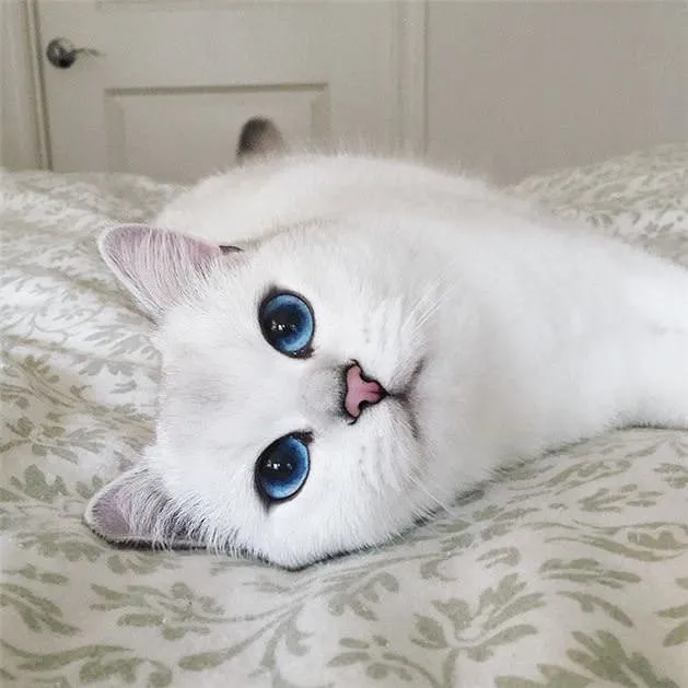 Dünyanın en güzel gözlü kedisi