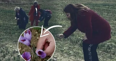 Kilosunun 250.000 lira olduğunu duyanlar oraya koştu! İşte görüntüsü