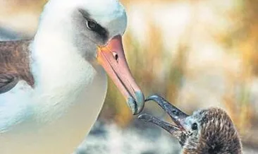 ‘Bilge’ albatros 40’ıncı kez anne oldu