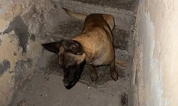 Sokak ortasında köpek dehşeti! Yaralı adam yaşadıklarını anlattı #adiyaman