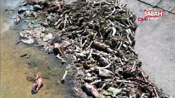 Adana'da iğrenç görüntü! Sulama kanalında kesilmiş at ve eşek eti kalıntıları bulundu | Video