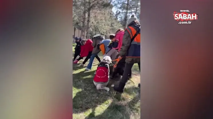 Terapi köpekleri işbaşında | Video