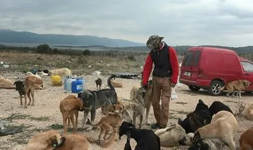 Barınakta 300 sokak hayvanına bakıyorlar