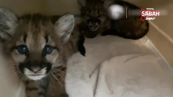 California'daki yangında annelerini kaybeden dağ aslanları hayvanat bahçesinde | Video