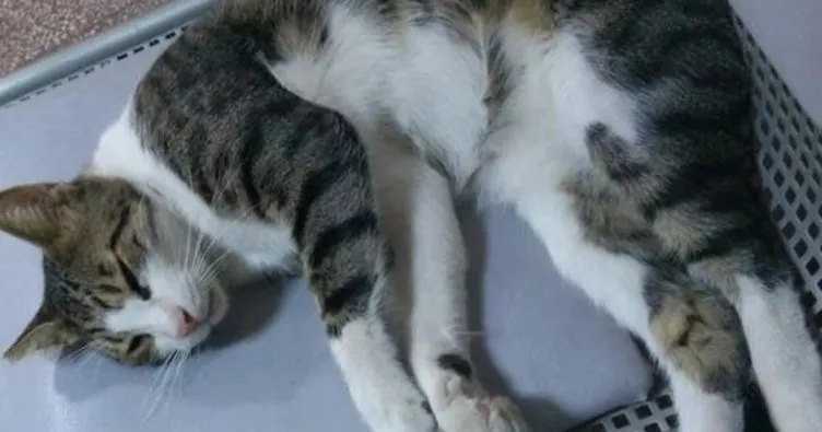 CHP’li Belediye bir kediye bile sahip çıkamadı
