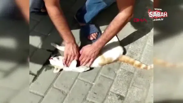 Otomobilin çarptığı kediyi kalp masajıyla böyle kurtarmaya çalıştı | Video