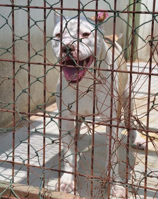 Suçta kullanılan çoğu pitbull 39 köpek rehabilite ediliyor