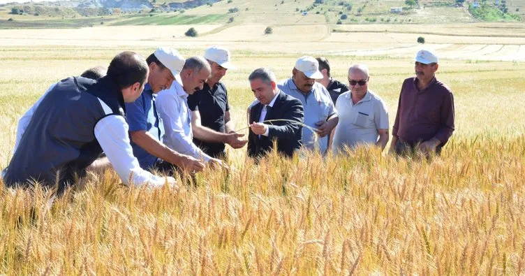 ’Arpa-Buğday Çeşit Denemesi’ çiftçilere rehberlik edecek