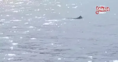 Marmaris’te köpek balığı, balinayı böyle kovaladı | Video