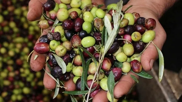 adiyamanda-5-bin-ton-zeytin-rekoltesi-bekleniyor-1672601795876.jpeg