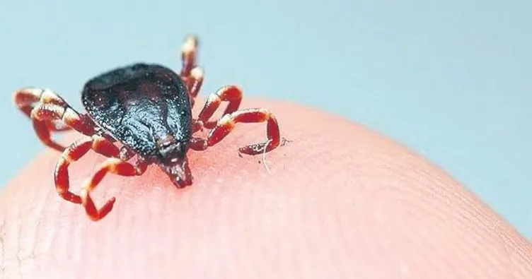 Kene için en riskli dönem haziran ayı