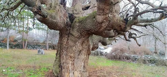 Osmancık’ta 10 asırlık ağaç koruma altına alınacak