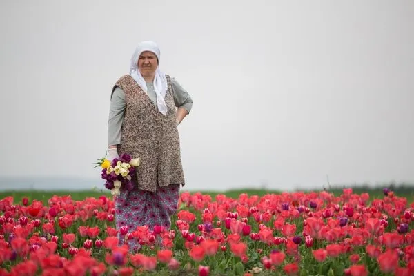 Lale tarlalarında kırım zamanı