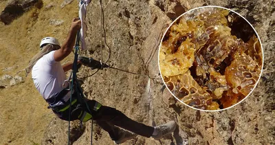 Tehlikeye aldırmıyorlar! Kayaların arasında çıkıyor... Kilo fiyatı dudak uçuklattı