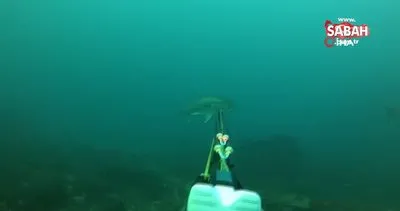 Çanakkale’de rekortmen dalgıç 27 kiloluk dev akyayı böyle avladı | Video