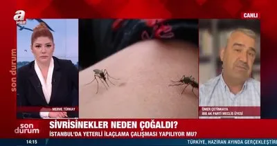 İstanbul’da sivrisinekler neden çoğaldı? İlaçlama çalışması zamanında yapılmadı mı? | Video